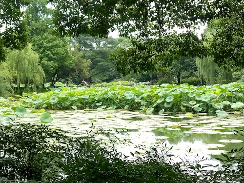 七月九日 毛巾哥探花
 走西湖-关注西湖十景垃圾分类问题小分队 曲院风荷实景