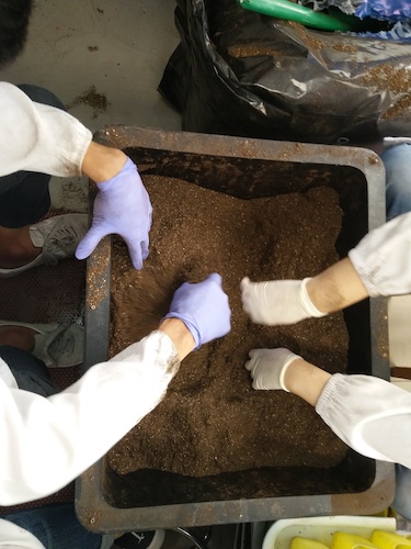 七月十三日 毛巾哥探花
国创项目“毅治毒”科研小分队 拌土篇