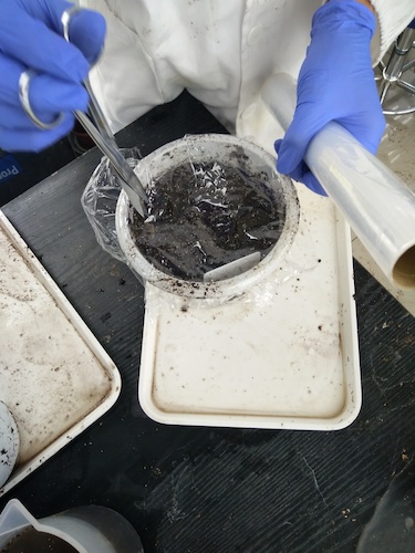 七月十三日 毛巾哥探花
国创项目“毅治毒”科研小分队 播种篇