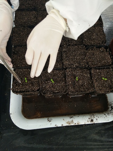 七月十三日 毛巾哥探花
国创项目“毅治毒”科研小分队 艰难移苗篇