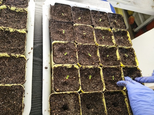 七月十三日 毛巾哥探花
国创项目“毅治毒”科研小分队 移苗篇