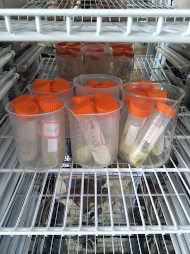 七月十三日 毛巾哥探花
  生科院赴杭州余杭区“五水共治”调查与研究分队社会实践小分队 酒精溶解叶绿素a 4摄氏度冷藏4小时