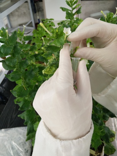 七月二十日 毛巾哥探花
国创项目“毅治毒”科研小分队 采样