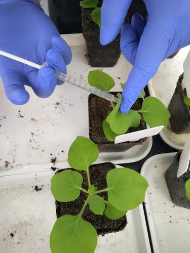 七月二十日 毛巾哥探花
国创项目“毅治毒”科研小分队 接种