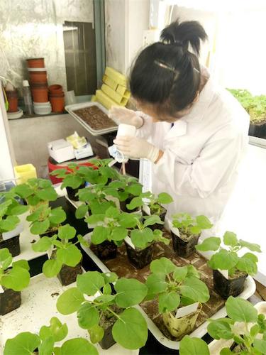 七月二十日 毛巾哥探花
国创项目“毅治毒”科研小分队 摩擦接种撒石英砂有助于接种成功