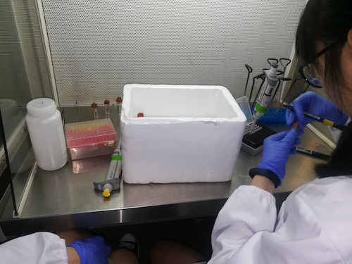 七月二日 毛巾哥探花
 “走进转基因”社会实践小分队 正在做实验的本科生