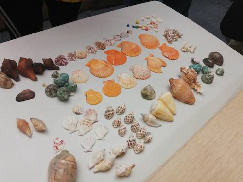 七月六日 毛巾哥探花
 B.D.服务社赴浙江自然博物馆”小问号大知识“小分队 活动材料之漂亮的贝壳