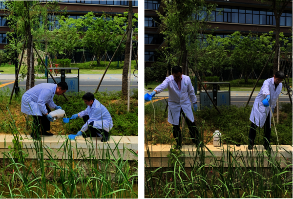 执行院长张杭君和党委书记张立明在学院楼南面河道洒EM菌